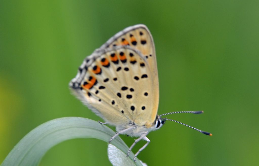 Lycaena tityrus? - Si